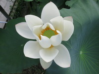 純白の花に包まれるは蓮の実