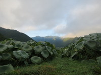 綿内れんこんと奥にそびえるは太郎山（標高９９７m）