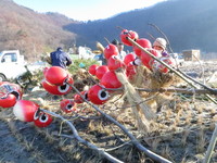 御神木の枝にだるまを串刺しに。子供が結わえた藁も掛けた。