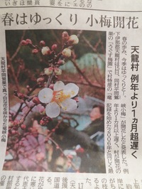 南信地方の梅開花！