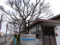 梅はまだ。会社の桜もまだお預け。