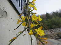 最近の暖かさで一気に花が咲いた。〜甘ーい香り〜