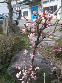 会社の庭に小さな梅の花