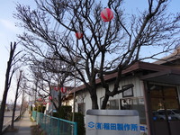 歩道沿いの会社の桜・いつでも開花ok!