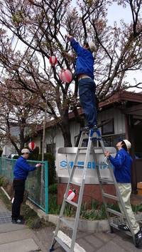 脚立の先端に立って作業。若さ溢れる！！