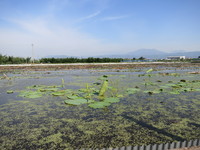 自らの意思で泥と水面から茎と葉が顔を出す。