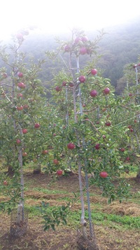 りんご畑（ふじ）