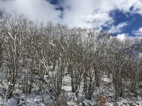 昼間は、すっかり晴れ、雪解けを加速した。