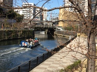 近くの様子。東京、千葉の桜の見頃は今週末かな！