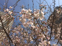 ５部咲きでしょうか。ビルの間の桜。