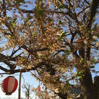 夕方には、葉桜が目立つようになっていました。