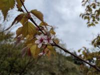 山桜発見